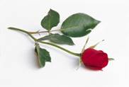 Liggende rose02 Liggende rose02